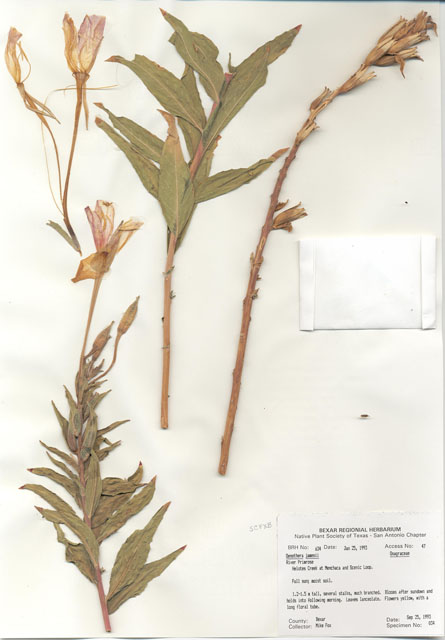 Oenothera jamesii (River primrose) #29609