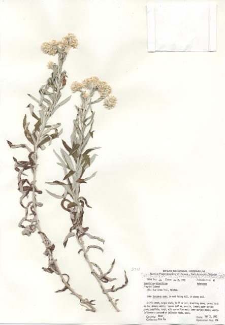 Pseudognaphalium obtusifolium ssp. obtusifolium (Blunt-leaf rabbit-tobacco) #29611
