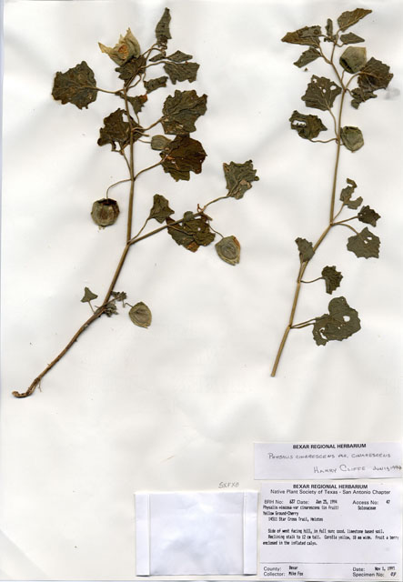 Physalis cinerascens var. cinerascens (Smallflower groundcherry) #29612