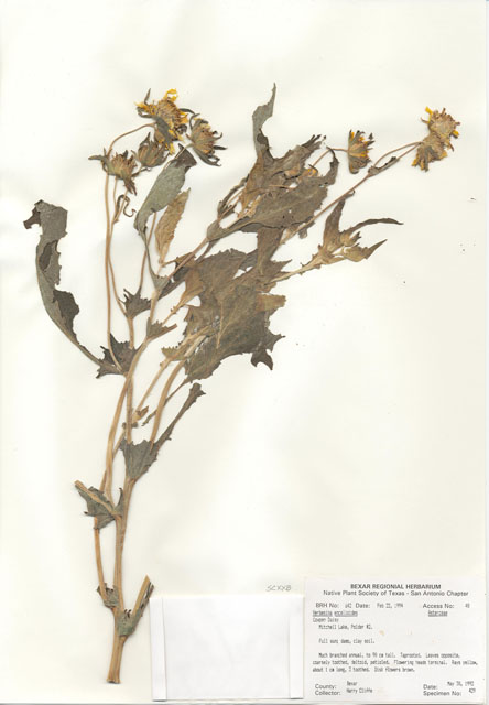 Verbesina encelioides (Cowpen daisy) #29617