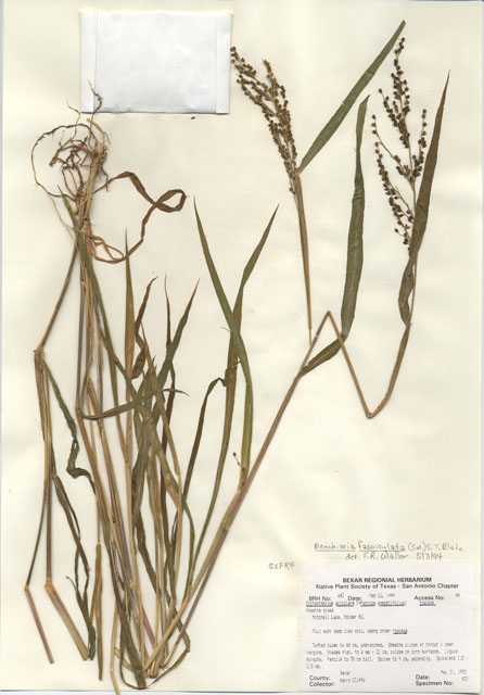 Dichanthelium aciculare (Needleleaf rosette grass ) #29618