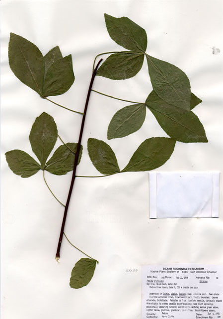 Ptelea trifoliata (Wafer ash) #29623