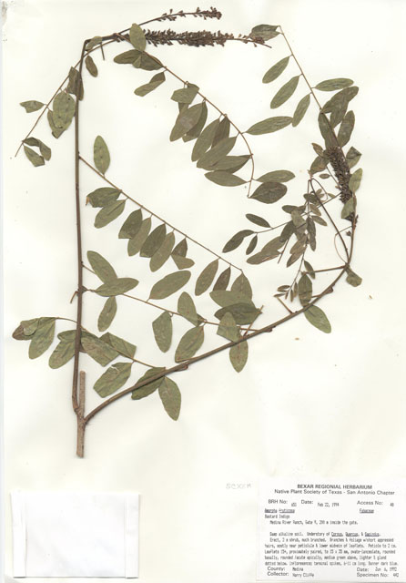Amorpha fruticosa (Indigo bush) #29626