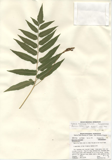 Botrychium virginianum (Rattlesnake fern) #29627