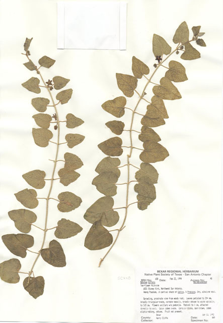Matelea biflora (Purple milkweed vine) #29633