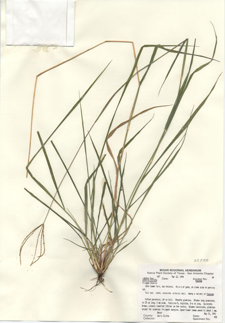 Chloris ciliata (Fringed windmill grass) #29642