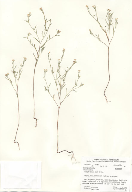 Heliotropium tenellum (Pasture heliotrope) #29649