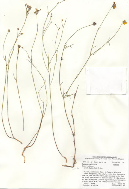 Thelesperma simplicifolium (Slender greenthread) #29652