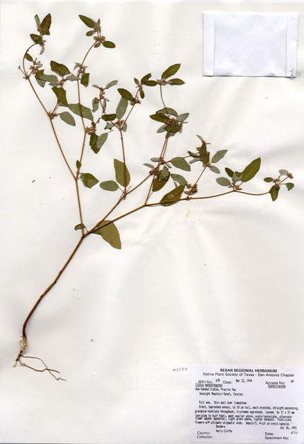 Croton monanthogynus (Prairie tea) #29653