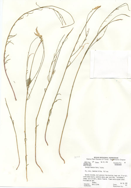 Polygala alba (White milkwort) #29654
