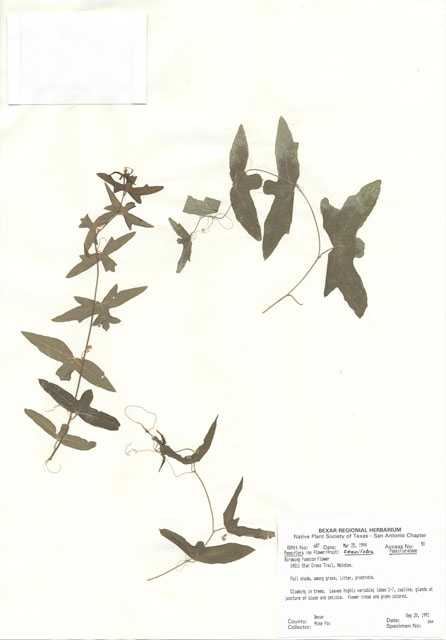 Passiflora tenuiloba (Bird wing passionflower) #29662