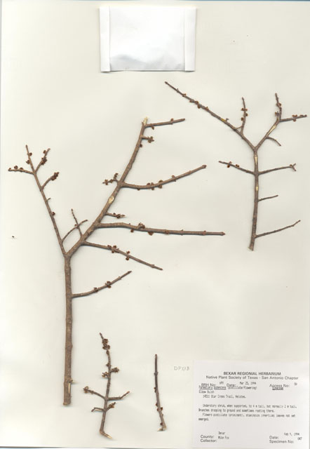 Forestiera pubescens (Elbow bush) #29665
