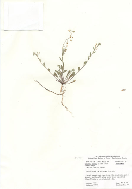 Lesquerella recurvata (Gaslight bladderpod) #29671