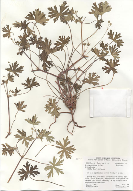 Geranium carolinianum (Carolina geranium) #29673
