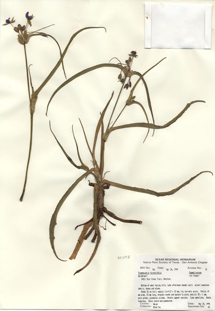 Tradescantia hirsutiflora (Hairyflower spiderwort) #29677