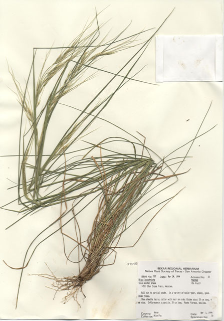 Nassella leucotricha (Texas wintergrass) #29684