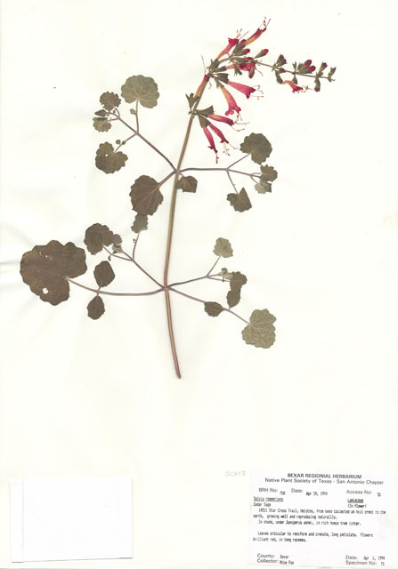 Salvia roemeriana (Cedar sage) #29685