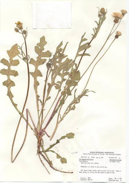 Pyrrhopappus pauciflorus (Smallflower desert-chicory) #29688