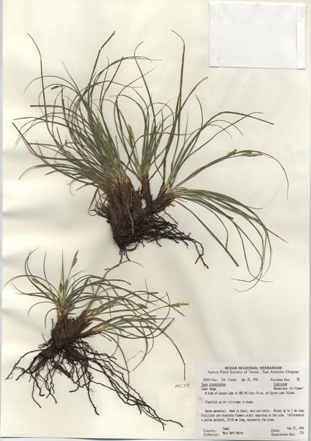 Carex planostachys (Cedar sedge) #29691