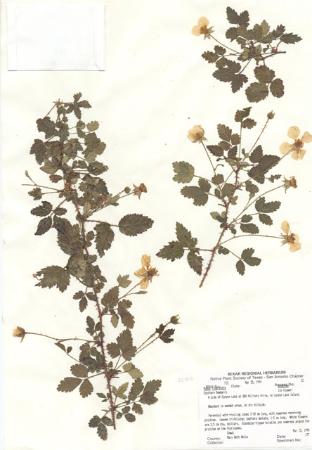 Rubus riograndis (Rio grande dewberry) #29692