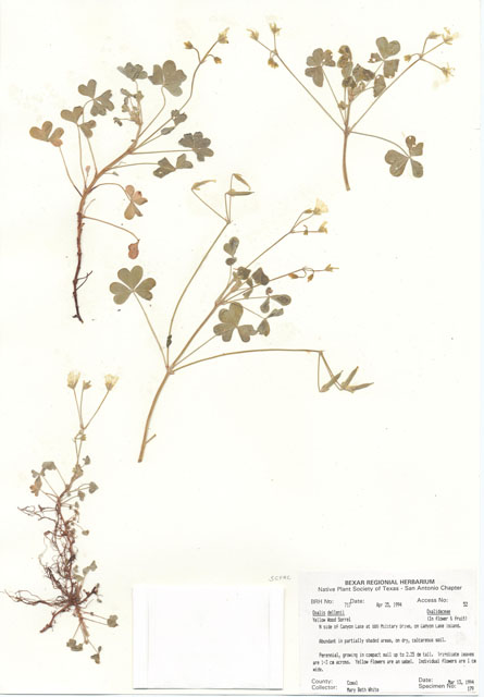 Oxalis dillenii (Slender yellow wood sorrel) #29694
