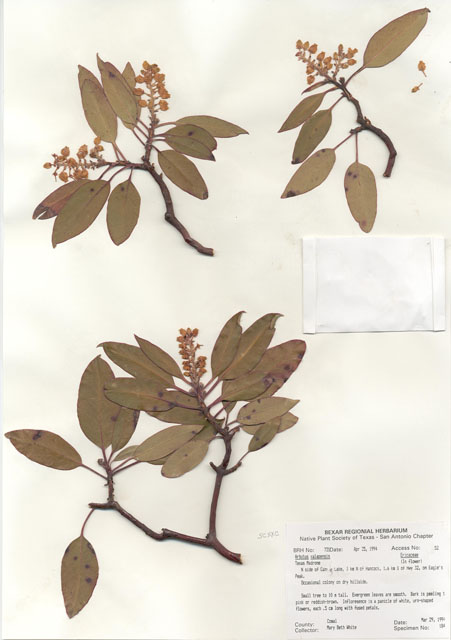 Arbutus xalapensis (Texas madrone) #29698