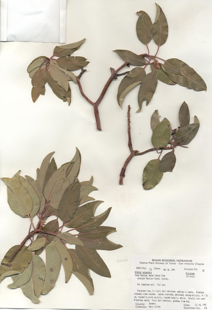Arbutus xalapensis (Texas madrone) #29699
