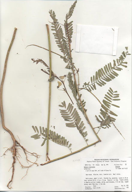 Sesbania herbacea (Coffeeweed) #29701