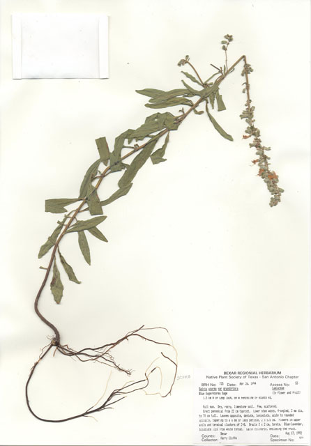 Salvia azurea var. grandiflora (Pitcher sage) #29702