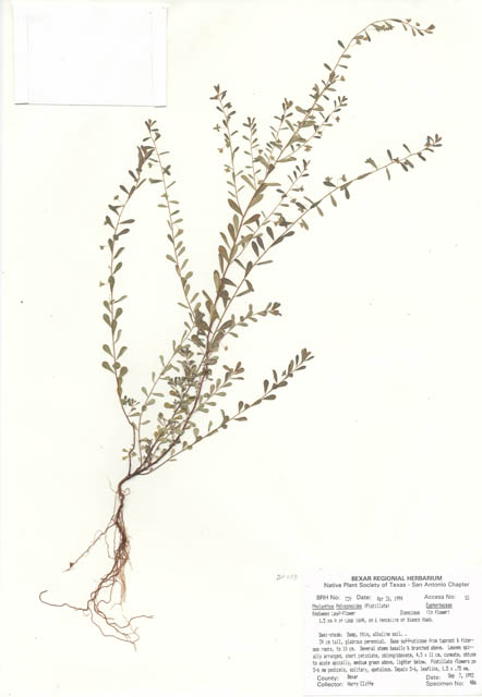 Phyllanthus polygonoides (Smartweed leaf-flower) #29707
