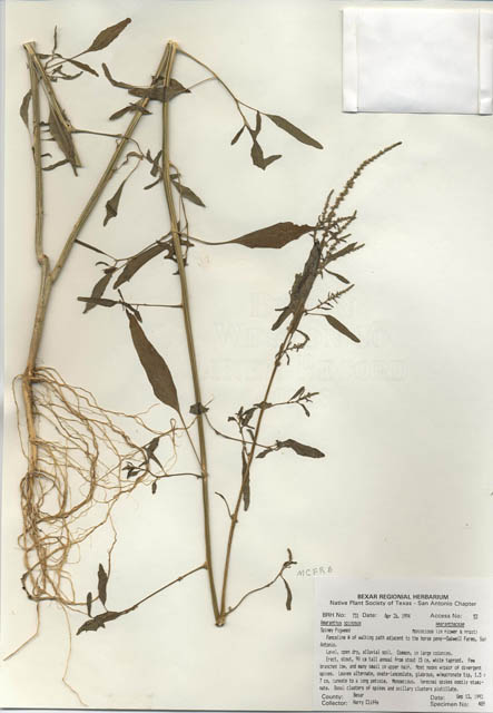 Amaranthus spinosus (Spiny amaranth) #29709