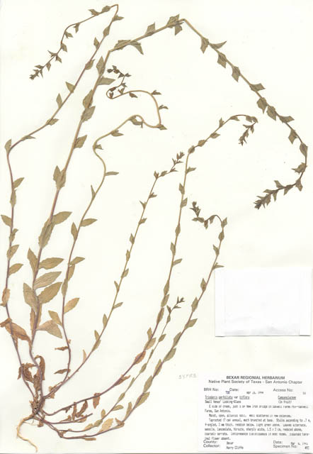 Triodanis biflora (Small venus' looking-glass) #29713