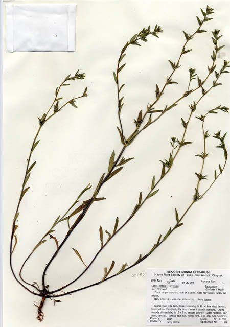 Lappula occidentalis var. cupulata (Flatspine stickseed) #29714