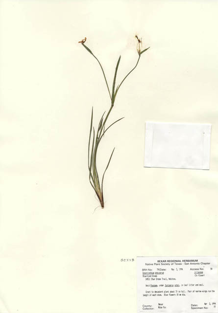 Sisyrinchium chilense (Swordleaf blue-eyed grass) #29719