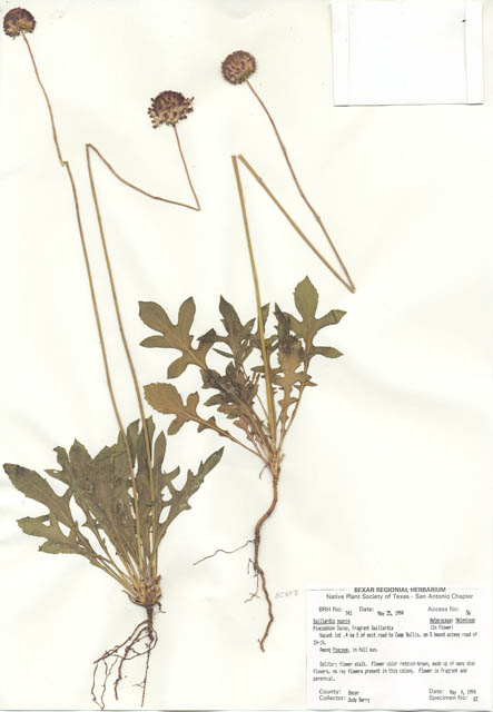 Gaillardia suavis (Pincushion daisy) #29721