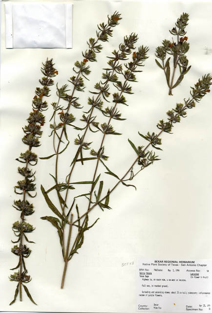 Salvia texana (Texas sage) #29724