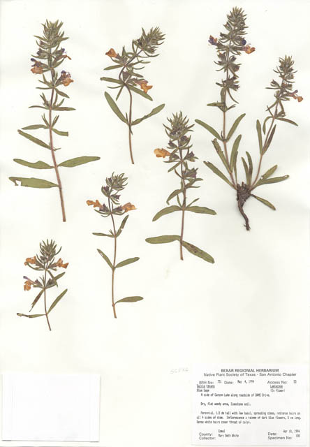 Salvia texana (Texas sage) #29728