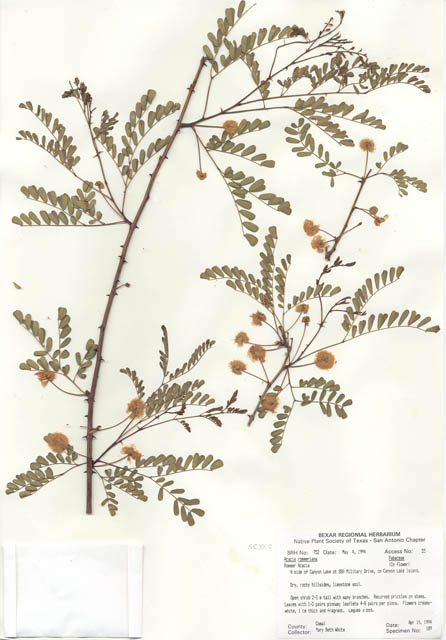 Senegalia roemeriana (Roemer acacia) #29729