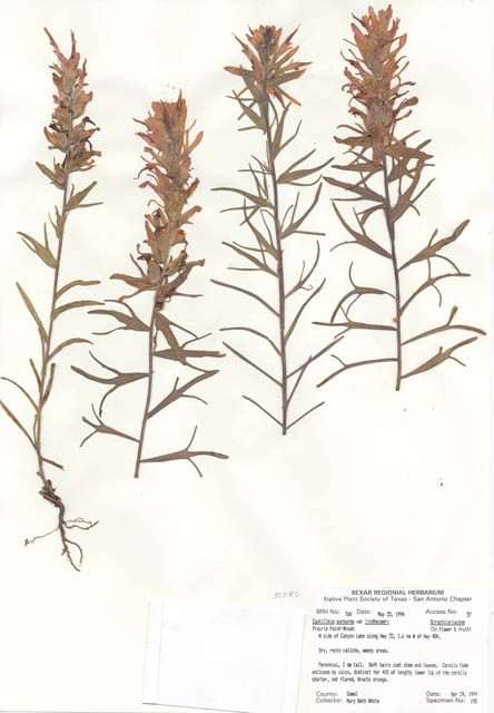 Castilleja purpurea var. lindheimeri (Lindheimer's paintbrush) #29736