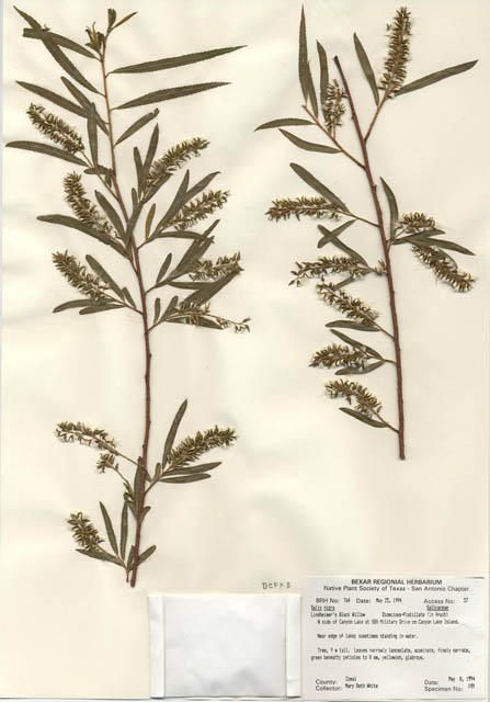 Salix nigra (Black willow) #29740