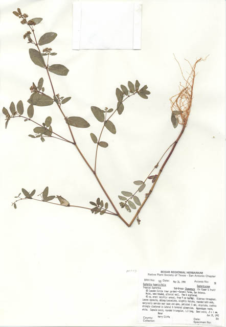 Chamaesyce hypericifolia (Graceful sandmat) #29741