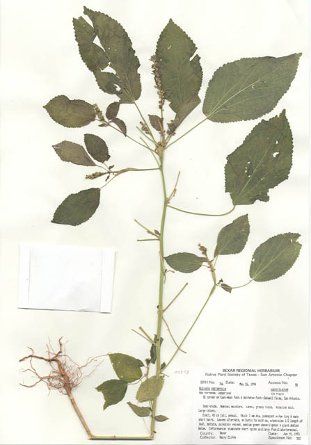 Acalypha ostryifolia (Pineland threeseed mercury) #29742