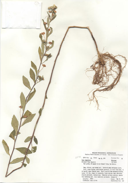 Sida rhombifolia (Cuban jute) #29752