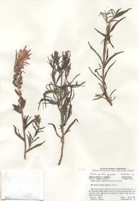 Castilleja purpurea var. lindheimeri (Lindheimer's paintbrush) #29768