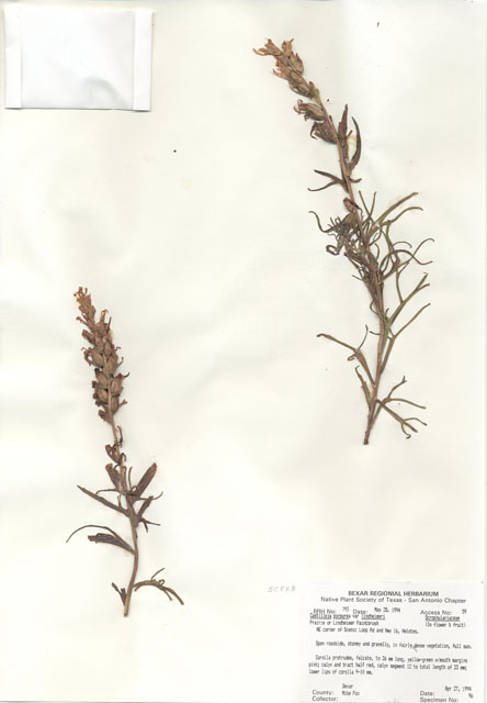 Castilleja purpurea var. lindheimeri (Lindheimer's paintbrush) #29770