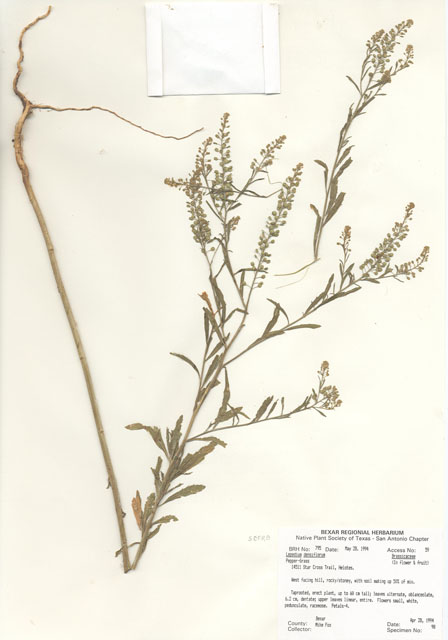 Lepidium densiflorum (Common pepperweed) #29772