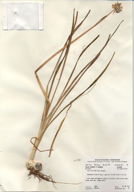 Allium canadense var. canadense (Meadow garlic) #29773