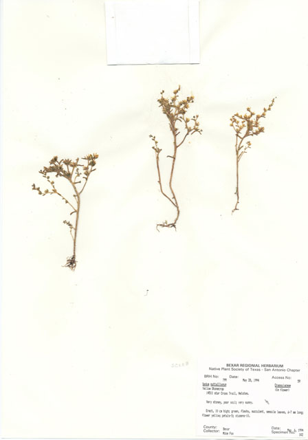 Sedum nuttallianum (Yellow stonecrop) #29776