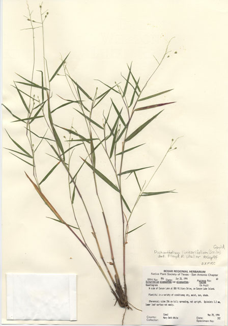 Dichanthelium oligosanthes var. oligosanthes (Heller's rosette grass) #29783