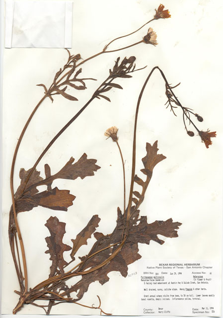 Pyrrhopappus pauciflorus (Smallflower desert-chicory) #29787
